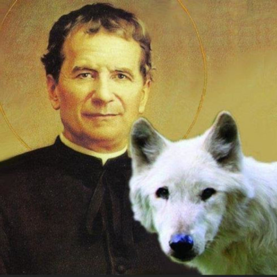 st-john-bosco-and-grigio-his-mysterious-dog-angel-holy-cats-and-dogs