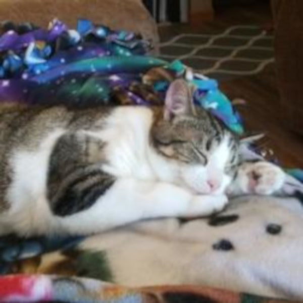 My Miracle Kitty - Luna