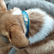 Load image into Gallery viewer, Close-up of Collie dog with blue and gold leather collar.