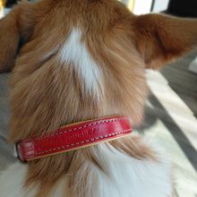 Load image into Gallery viewer, Collie with med size red leather collar with gold liner and leatherstamp.