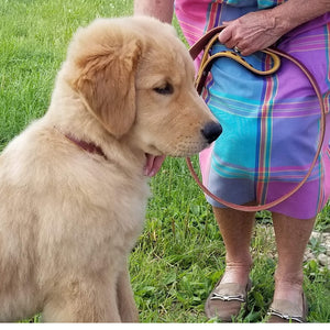 Labrador puppy on leather dog leash